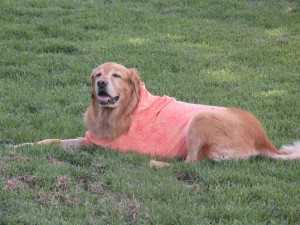 Sporting a new tee shirt, hanging out in the yard with Mom..